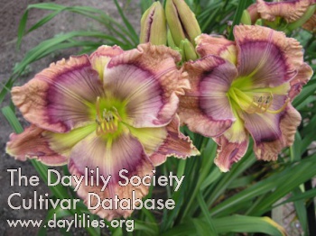 Daylily Stained Glass Imagery